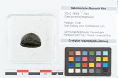 Foto (Objekt + Etikett) von Elaeis eocenica Ettingshausen (NHMW-GEO-2024-0188-9161)